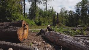 Best Utility Line Clearance  in Roswell, GA