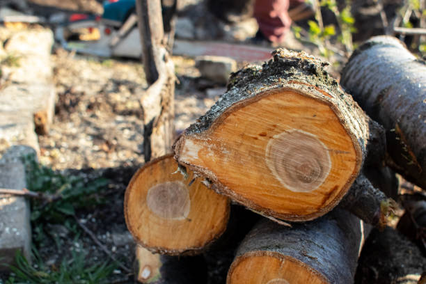 Best Arborist Consultation Services  in Roswell, GA