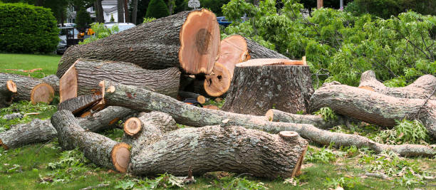 How Our Tree Care Process Works  in  Roswell, GA