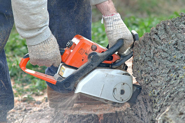  Roswell, GA Tree Care Pros
