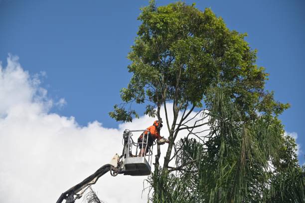 Best Root Management and Removal  in Roswell, GA