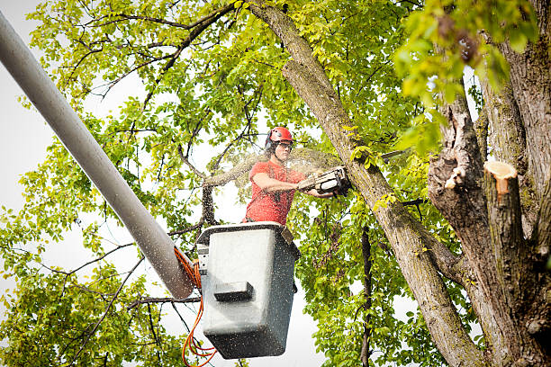 Best Leaf Removal  in Roswell, GA