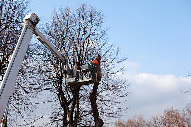 Best Commercial Tree Services  in Roswell, GA