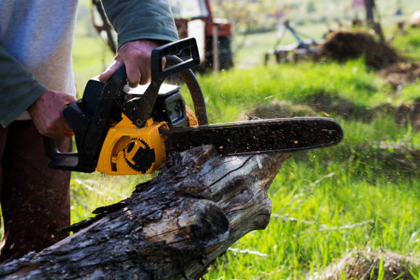 Best Lawn Renovation and Restoration  in Roswell, GA