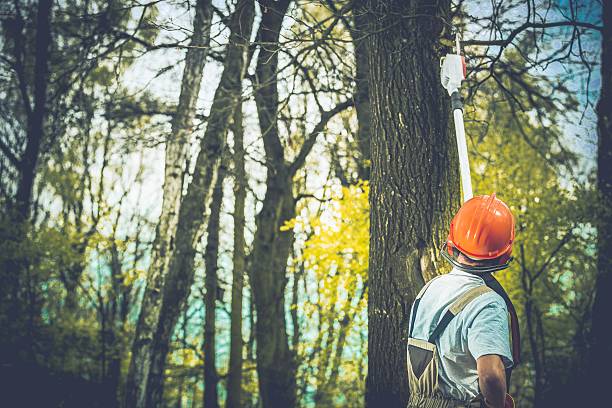 Best Tree Risk Assessment  in Roswell, GA