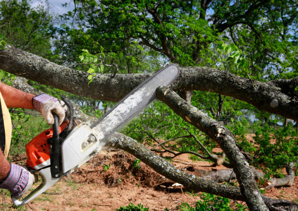 Best Tree and Shrub Care  in Roswell, GA