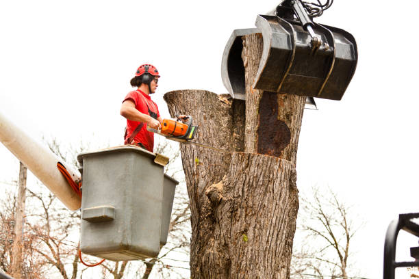 Best Tree Removal  in Roswell, GA